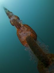 Shot line chain on the Scylla.10.5mm.
Cornwall. by Derek Haslam 